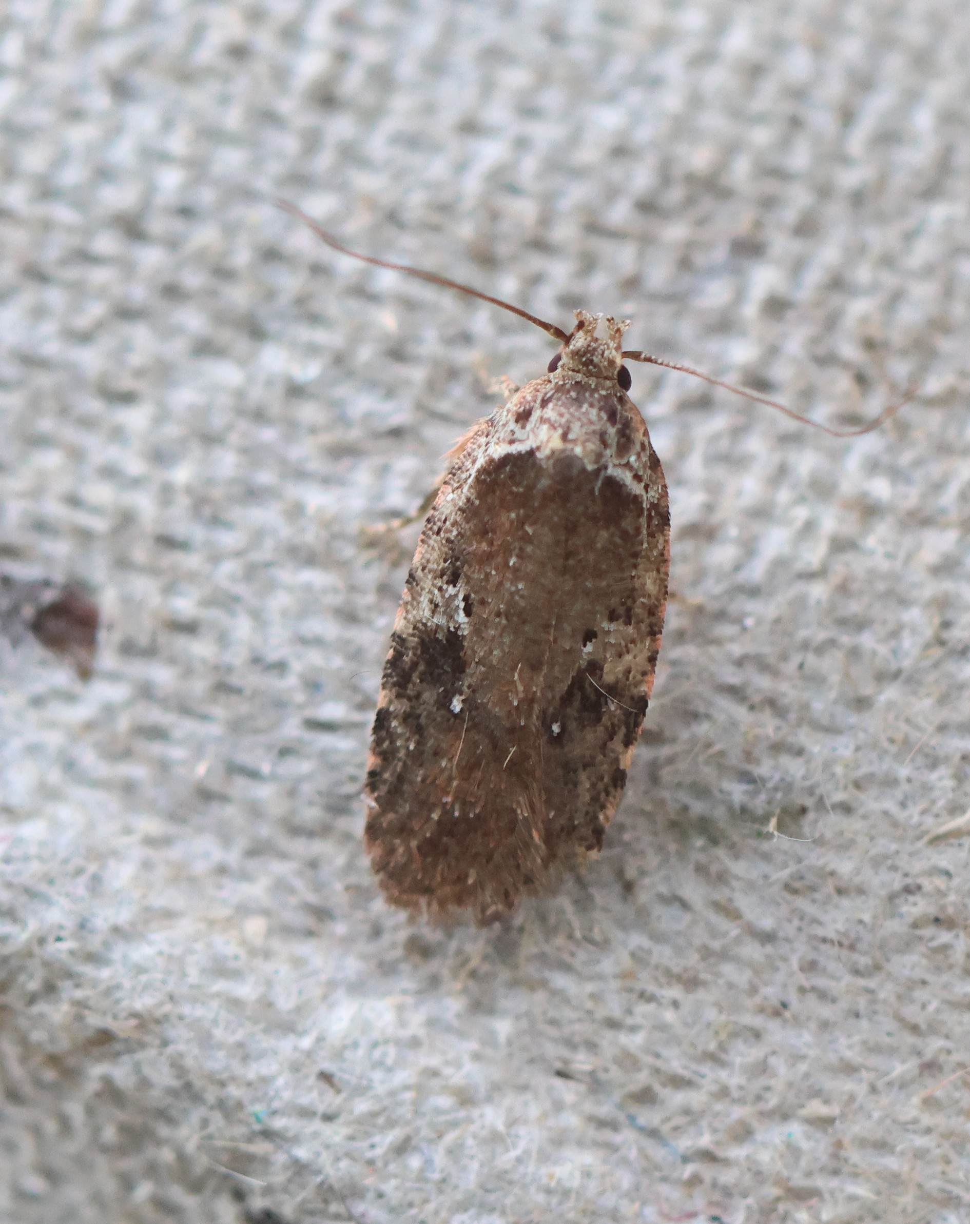Photo of Small Purple Flat-body (Agonopterix purpurea)